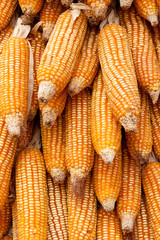 Fototapeta na wymiar dry corn