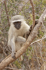 Vervet monkey on tree branch