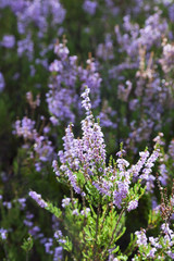 Flowering heather