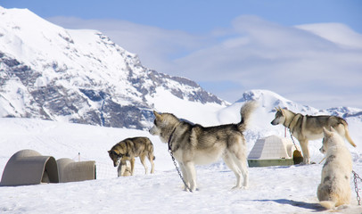 chien de traineau en montagne