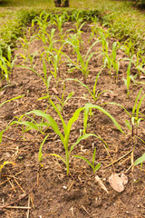 Young corn in a small plant