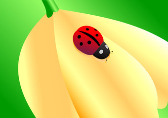 Fototapeta premium Ladybird