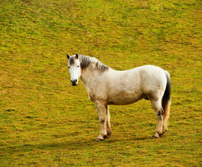 Horses on a pasture