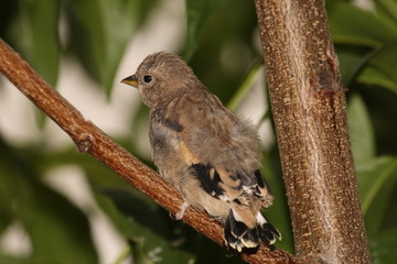 Jilguero joven. Carduelis carduelis.