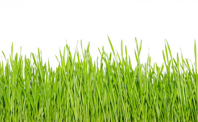 Fototapeta premium green grass