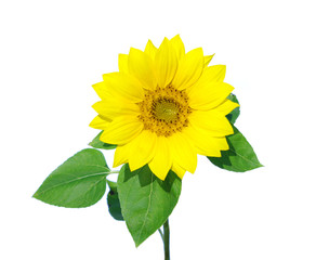 Obraz premium Yellow sunflower
