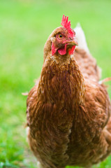 Brown hen on a lawn