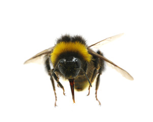 bumblebee