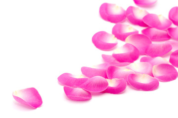 Obraz na płótnie Canvas pink rose petals