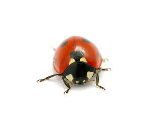 Ladybug on white