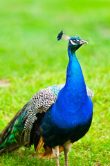 Beautiful and pride peacock on a lawn