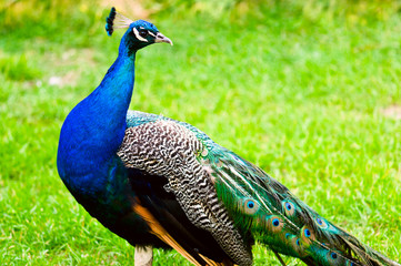 Fototapeta premium Beautiful and pride peacock on a lawn