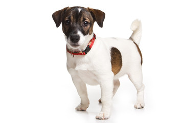 Jack Russell Terrier on white