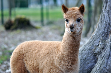 Petit lama © erico45