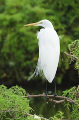 Great Egret