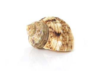 Single shell
