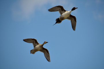 Fototapeta premium 二羽の鴨