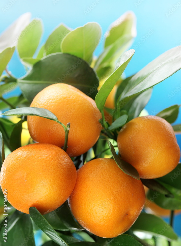 Wall mural Ripe tangerines on a tree branch. Blue sky on the background.