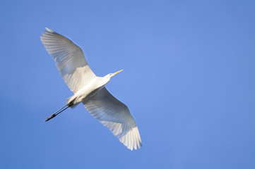 Great Egret (Ardea alba) in flight