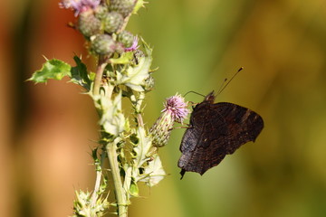 Butterfly inachis, Paon du jour, peacock