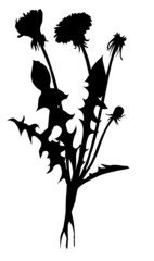 silhouette dandelion on white background