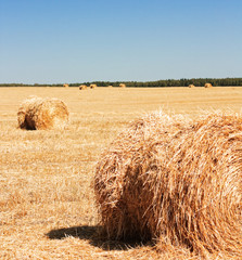 Wheat Haystacks after the harvest