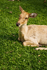 Antler deer on some glass.