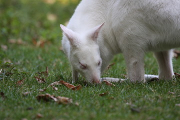 Walibi, kangaroo