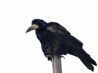 Rook isolated on white background Corvus frugilegus