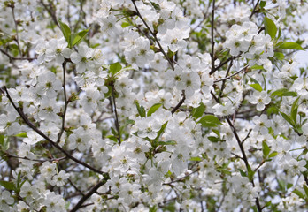 flowering of cherry