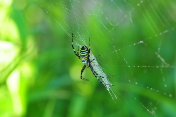 Spinne im Netz