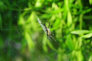 Spinne In-der-Net-z
