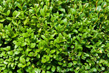 green plant background