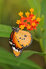 Naklejka na ściany i meble Butterfly na kwiat