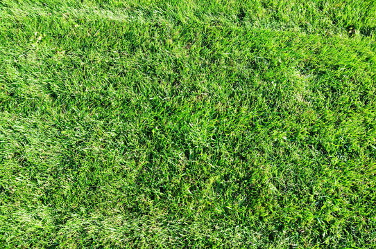 grass background