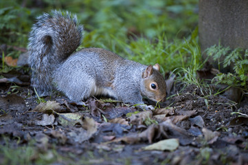 Grey Squirrel (Sciurus carolinensis)