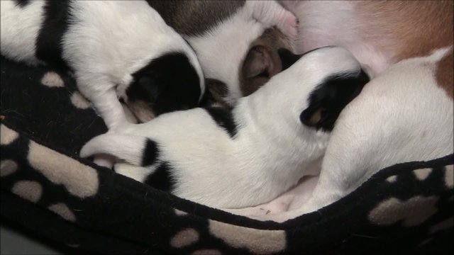Jack Russel Welpen