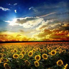 Fototapeta premium sunflower
