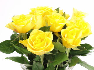 żółte róże - yellow roses © adamraga