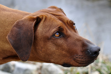 Lauernder Hund - Porträt