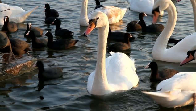 Schwan mit Bl&auml;ssh&uuml;hner