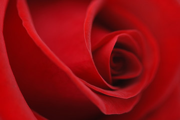 Naklejka premium Macro flower beautiful rose