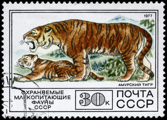 USSR - CIRCA 1977 Tiger