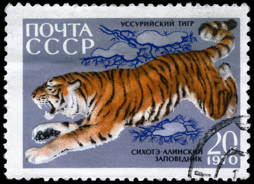 USSR - CIRCA 1970 Ussurian Tiger