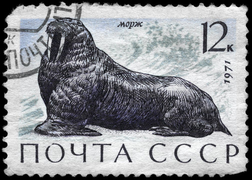 USSR - CIRCA 1971 Walrus