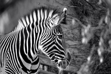 Fototapeta na wymiar Zebra in Balck and White
