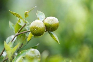 Tangerines on tree branch
