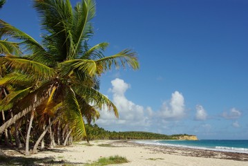 Martinique : plage de Grand Macabou
