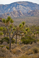 Joshua Trees