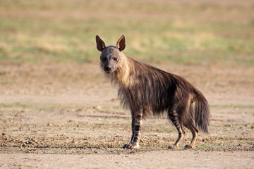 Bruine hyena